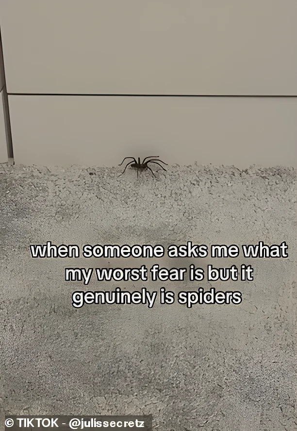 As summer comes to an end and temperatures begin to fall, sightings of house spiders start to increase