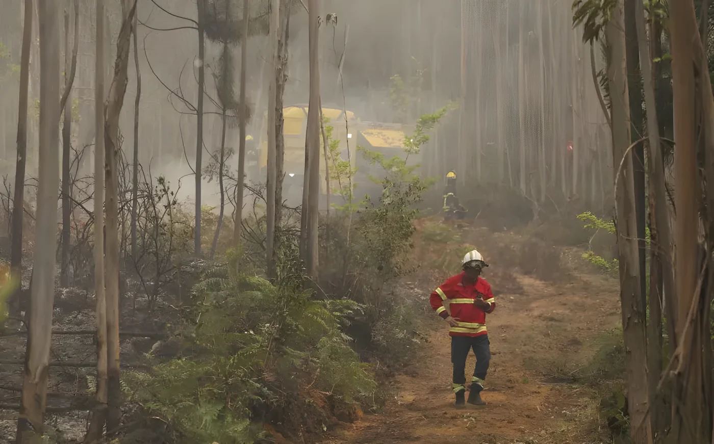 Bombeiros fazem o rescaldo em Massadas, em Águeda, após a passagem do incêndio que começou em Vouzela.