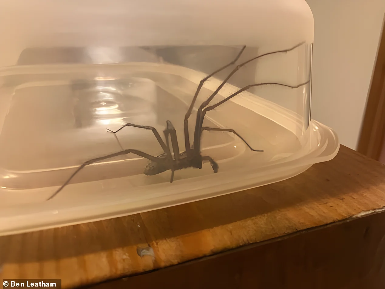 Despite the common belief that spiders suddenly move indoors to escape the cold, experts revealed that autumn is peak mating season for many of the UK’s most common house spiders. Pictured: A house spider in Yorkshire