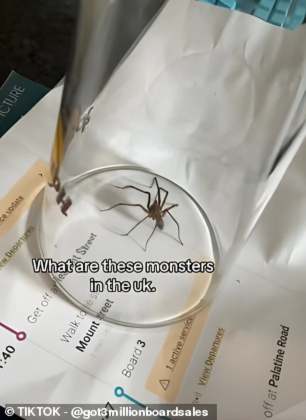 Horrified Brits have shared videos online showing eight-legged ‘monsters’