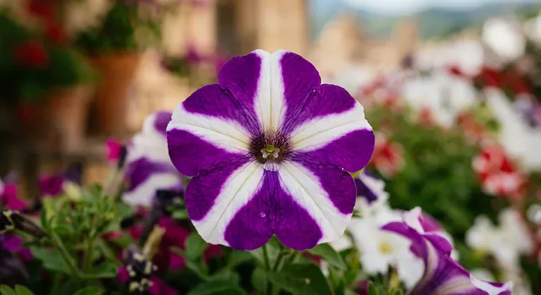 La petunia es ideal para tener en el balcón. (Imagen ilustrativa IA Gemini)