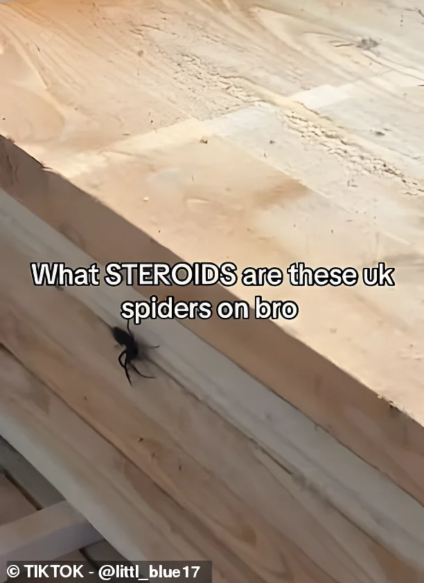 One jokingly asked what steroids the spiders are on this year